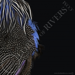Pintade Vulturine- Full Skin (peau complète) - Lords Of Rivers