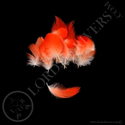 scarlet-ibis-red-ibis-extra-small-body-f