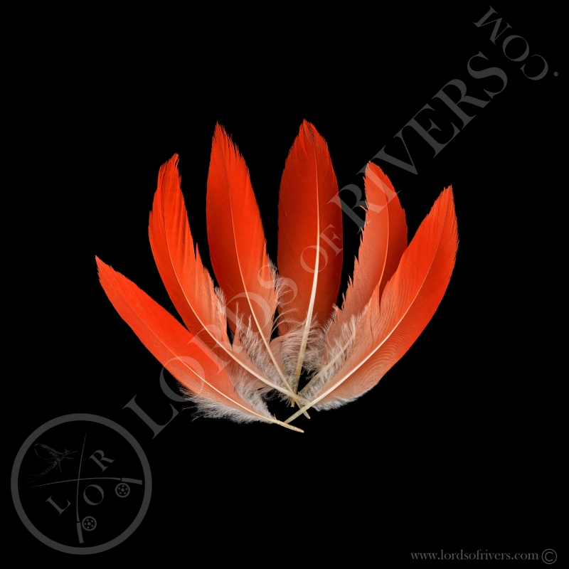 Ibis Rouge Lot de Plumes de Corps-"Flamme"- Lords Of Rivers