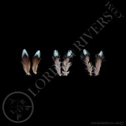 cotinga-cayana-spangled-cotinga-3-paired