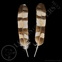 deham-s-stanley-bustard-paired-wing-cove