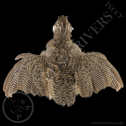 elegant-crested-tinamou-full-skin-lords-