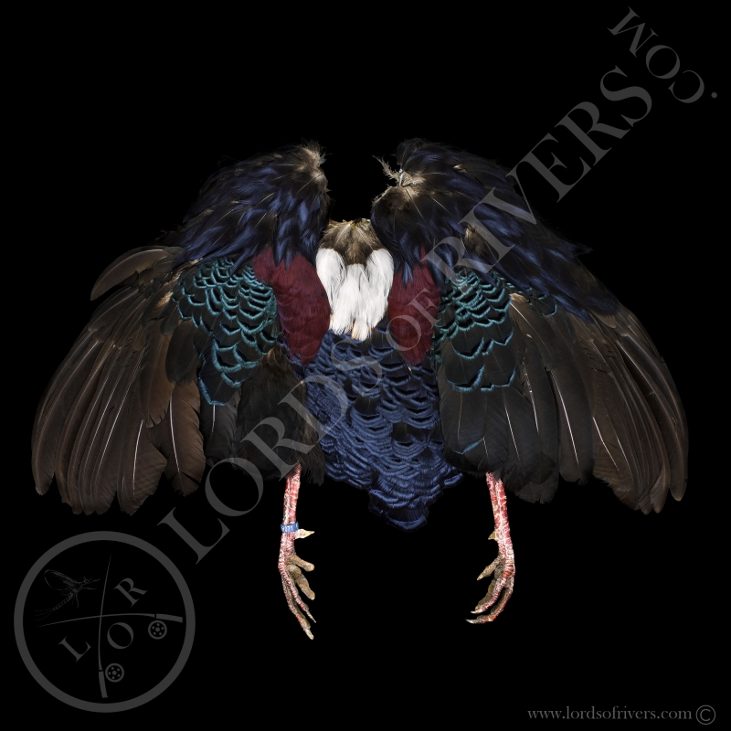 Faisan de Swinhoe- Full Skin - Lords Of Rivers