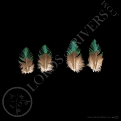 resplendent-quetzal-2-paired-feathers-ty