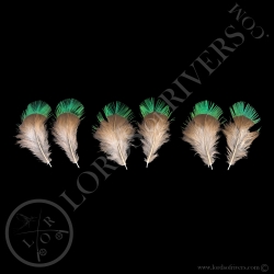 resplendent-quetzal-3-paired-feathers-ty