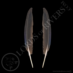 nicobar-pigeon-paired-wing-cover-feather