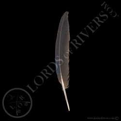 pigeon-nicobar-plume-wing-cover-pointues