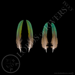 nicobar-pigeon-paired-wing-cover-feather