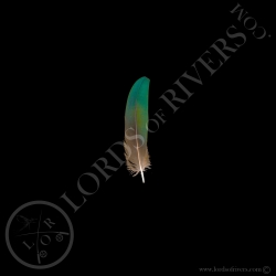 nicobar-pigeon-wing-cover-feather-pointe