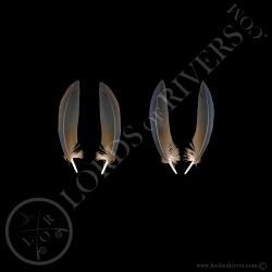 nicobar-pigeon-paired-wing-cover-feather
