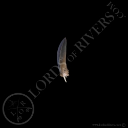 nicobar-pigeon-wing-cover-feather-pointe