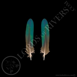 nicobar-pigeon-paired-wing-cover-rond-fe