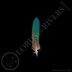 nicobar-pigeon-wing-cover-rond-feather-t