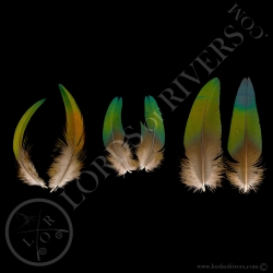 nicobar-pigeon-paired-body-feathers-lord