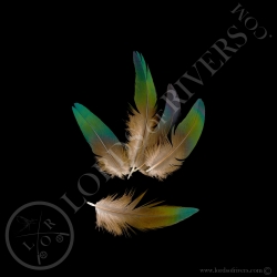 nicobar-pigeon-batch-duster-body-feather