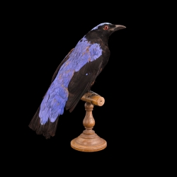 fairy-bluebird-full-skin-taxidermy