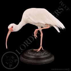 white-ibis-taxidermy-lords-of-rivers