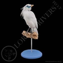bali-myana-rothschild-starling-taxidermy