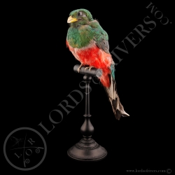trogon-narina-taxidermie-lords-of-rivers