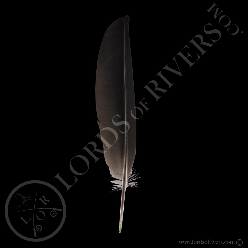 Grey Crowned-African Crane -Wing Cover Type 1 Black-Lords Of Rivers