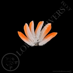american-flamingo-small-flame-body-feath
