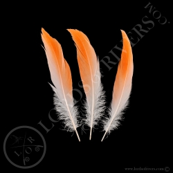 american-flamingo-flame-body-feathers-fu