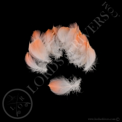 american-flamingo-small-flame-body-feath