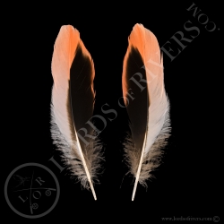 flamant-de-cuba-plumes-quot-flamme-quot-