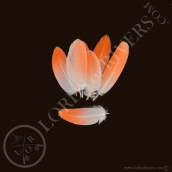 american-flamingo-batch-of-wing-cover-ty