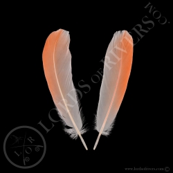 flamant-de-cuba-paire-de-plumes-quot-win