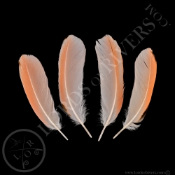 american-flamingo-batch-of-wings-cover-t