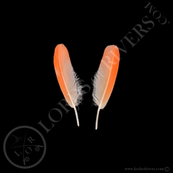 american-flamingo-paired-small-wing-cove