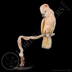 cacatoes-des-moluques-taxidermie-lords-o