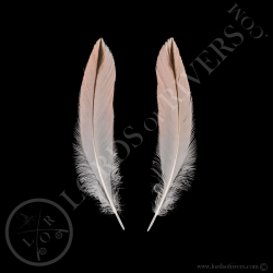 american-flamingo-paired-elvers-black-li