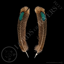 Epéronnier Malais Paire de Plumes "Double eyed Side Tails"  Type 2 Lords Of Rivers