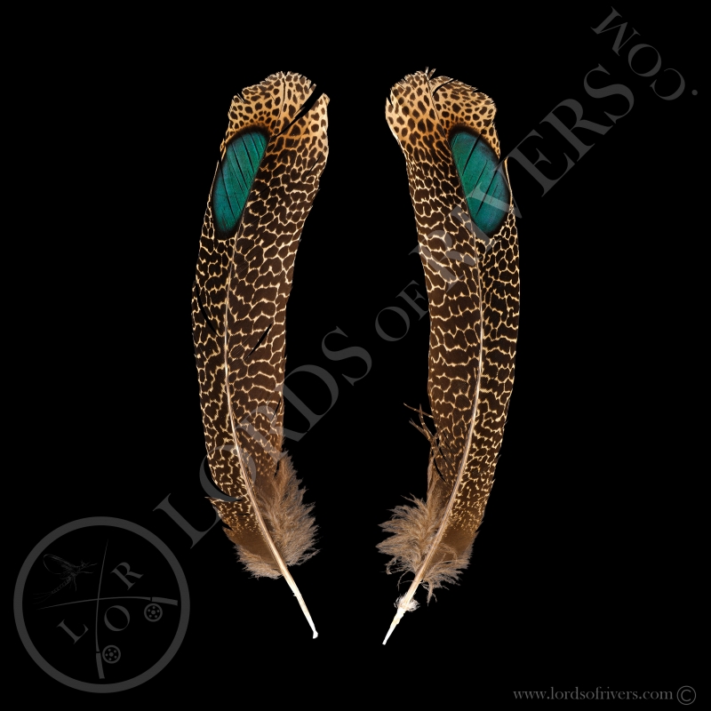Epéronnier Malais Paire de Plumes "Double eyed Side Tails"  Type 2 Lords Of Rivers