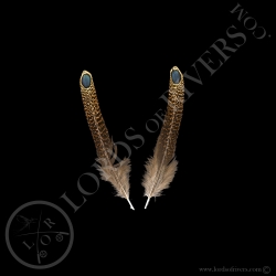 Epéronnier Malais Paire de Plumes "Eyed Feather" M/L/XL - Lords Of Rivers