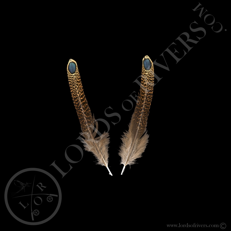 Epéronnier Malais Paire de Plumes "Eyed Feather" M/L/XL - Lords Of Rivers