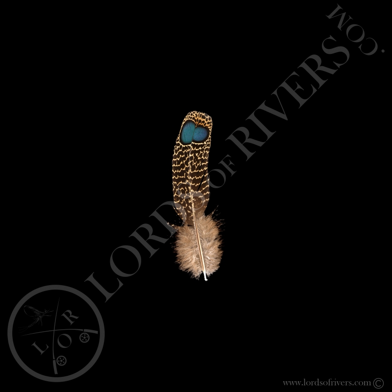 Double eyed Side Tails Feathers Type 1 Malayan Peacock Pheasant - Lords Of Rivers