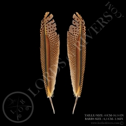 argus-pheasant-primary-wing-paired-lords