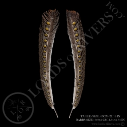 faisan-argus-quot-secondary-wing-quot-pa