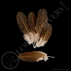argus-pheasant-batch-of-hen-secondary-wi