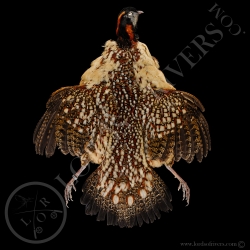 cabot-s-tragopan-full-skin-lords-of-rive