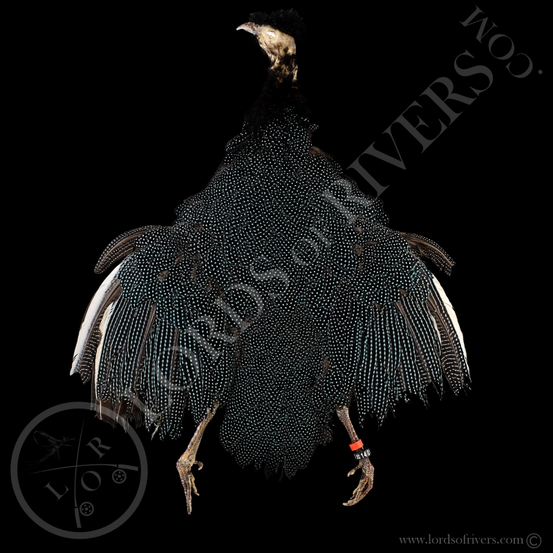 Pintade Huppée- Full Skin (peau complète) - Lords Of Rivers