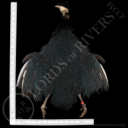 Creasted Guiuneafowl - Full Skin - Lords Of Rivers