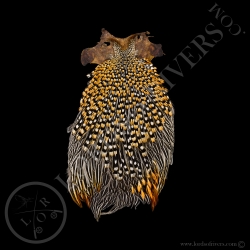 grey-junglefowl-cap-lords-of-rivers