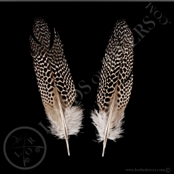 Faisan Argus "Under Secondary Wing" Paire Lords Of Rivers