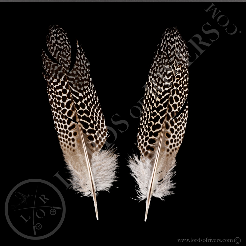 Argus Under Pheasant Secondary Wing Paired Lords Of Rivers