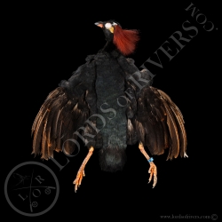 crested-partridge-male-full-skin-lords-o