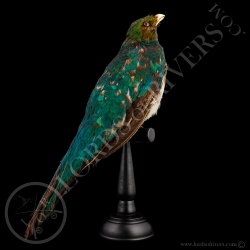 resplendent-quetzal-femelle-taxidermy-lo